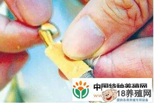 如何吃螃蟹和剥螃蟹的插图
_水产养殖(养大闸蟹的技巧)