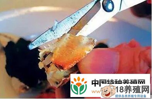 螃蟹的吃法剥法图解大全(2)