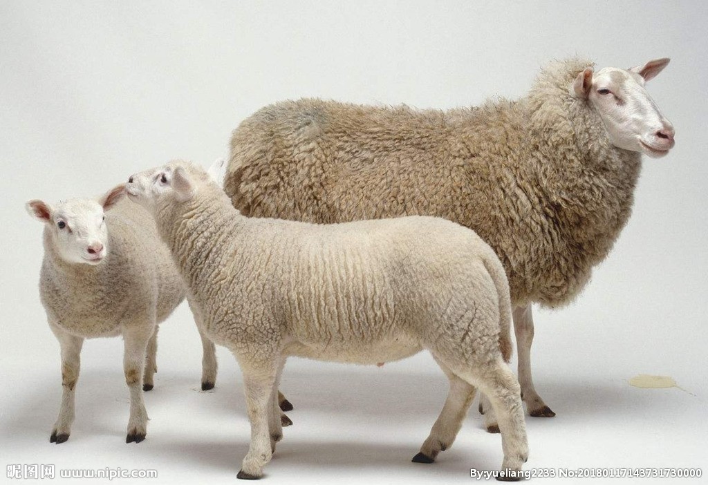 养羊赚钱必备经验总结，养羊人年收入十万以上
