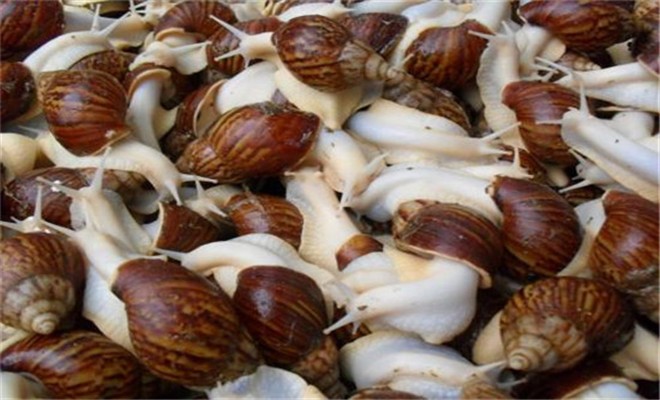 蜗牛繁殖的繁殖特性和繁殖方法
