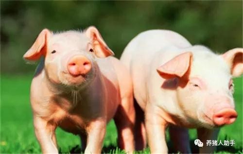 猪流鼻涕的原因是什么？主要和这三种病有关！
