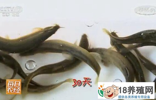 顺应市场养殖台湾泥鳅一亩收入过万元