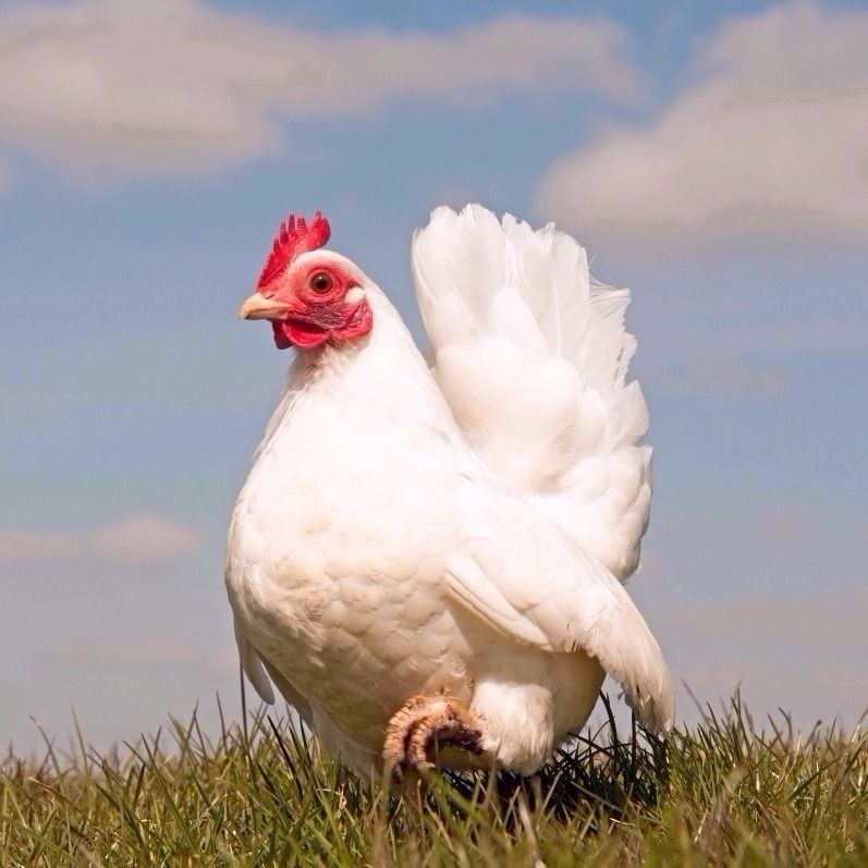 9月25日，CFT鸡对鸡蛋进行了评估，淘汰了蛋毛鸡。白毛鸡价格稳定。鸡价回调，苗价继续放缓
