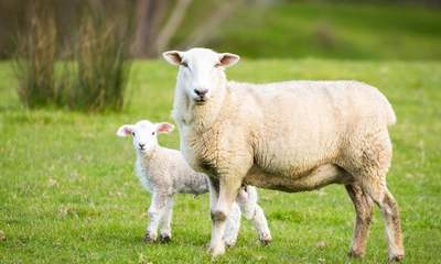 有哪些母羊要及时淘汰？如何育肥淘汰母羊
