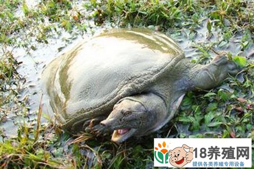 沙地里仿野生养殖的甲鱼300元一斤受欢迎
