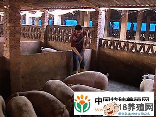 郑财陆：养猪养鱼循环立体养殖,从猪粪开始的财富之路(3)