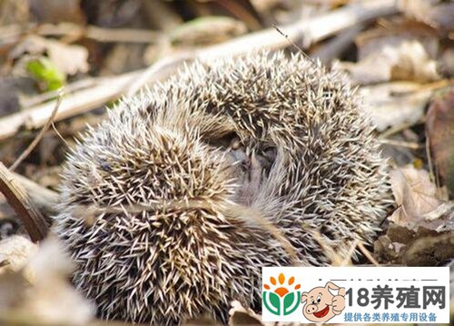 刺猬养殖中常见疾病的防治
_动物养殖(养刺猬的技巧)
