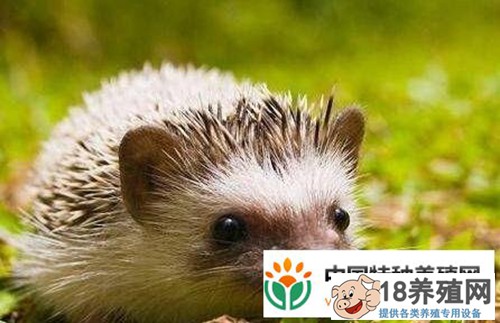刺猬养殖中常见疾病的防治
_动物养殖(养刺猬的技巧)