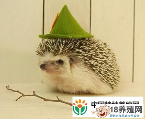 刺猬养殖中常见疾病的防治
_动物养殖(养刺猬的技巧)