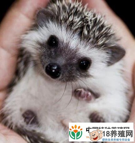 刺猬养殖中常见疾病的防治
_动物养殖(养刺猬的技巧)