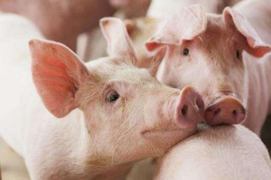 淄博发布通知，稳定生猪生产，2022年达到82万头