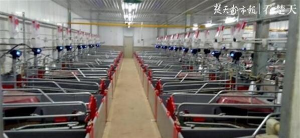 湖北:远程监控+自动投喂，武汉首个数字化智能猪场建成投产
