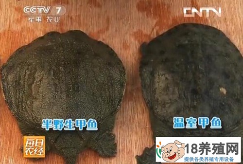 溪养甲鱼半野生养殖效率高
_水产养殖(养甲鱼的技巧)