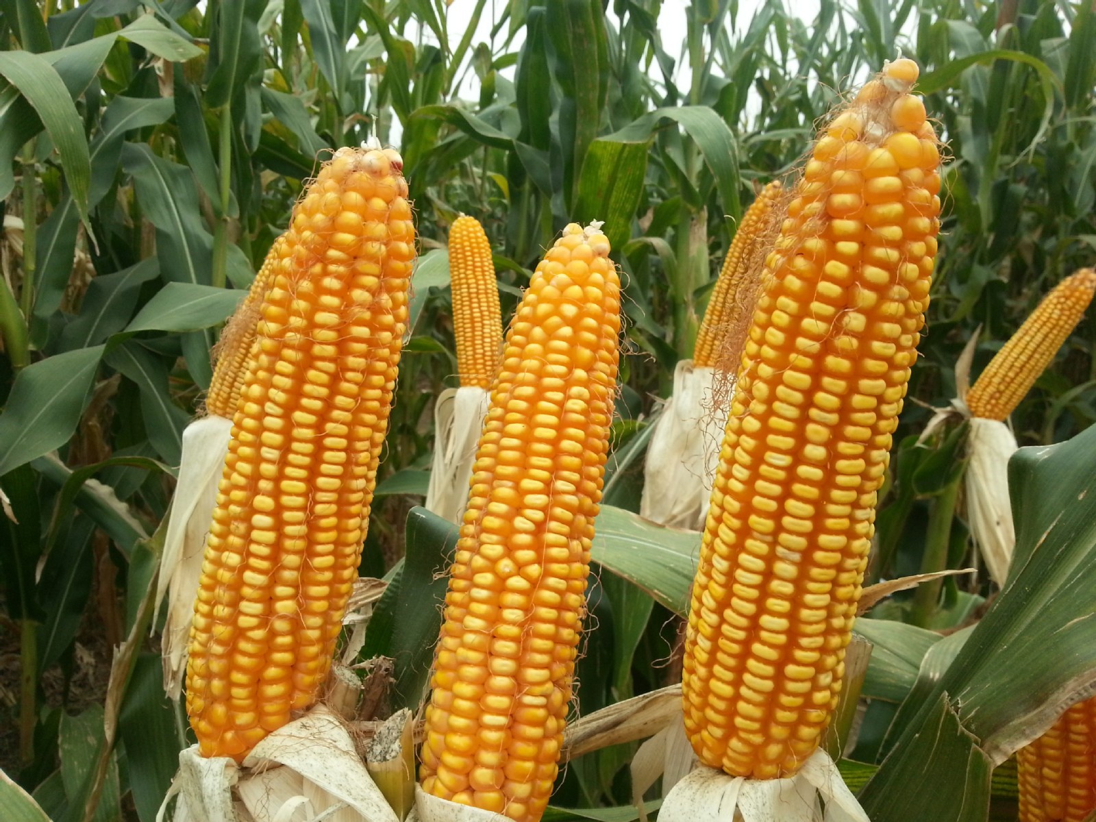 半年一度的“玉米”策略:供需紧张带来看涨预期
