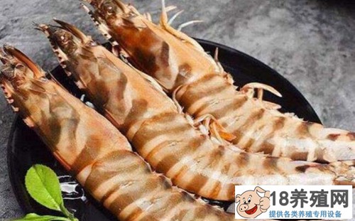 竹节虾多少钱一斤？竹节虾和明虾的区别是什么？