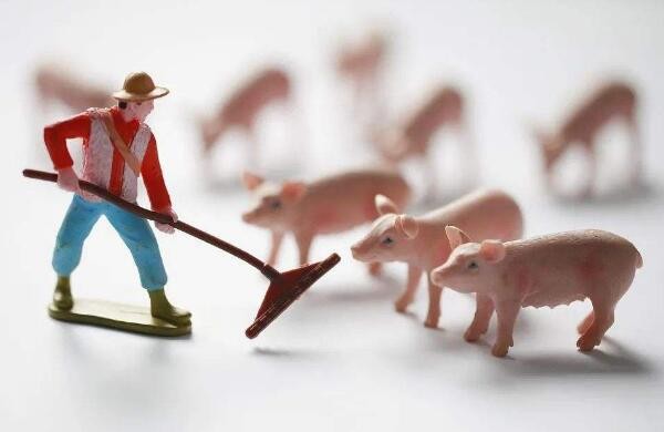 生猪生产能力逐步恢复，上半年生猪企业新增7.6万头
