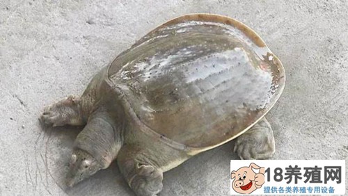 海龟养殖技术全集
_水产养殖(养甲鱼的技巧)