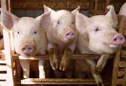 猪肉价格连续8年上涨。网友:我们是不是又要供不起了？
