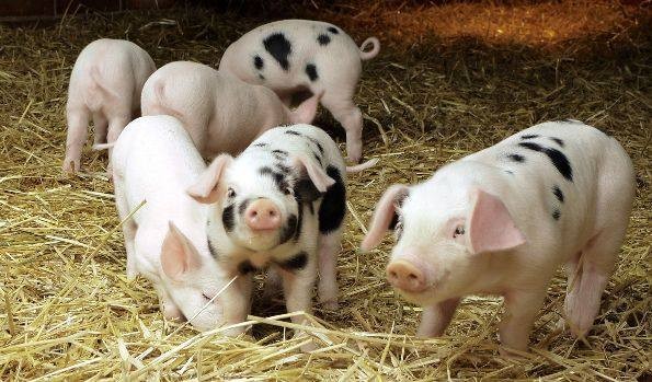 为什么猪场免疫不好？养猪户必须知道的疫苗知识
