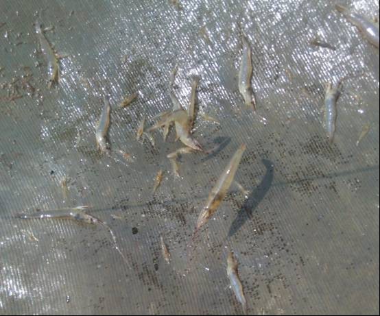 鱼虾混杂时应该采取什么预防措施？
