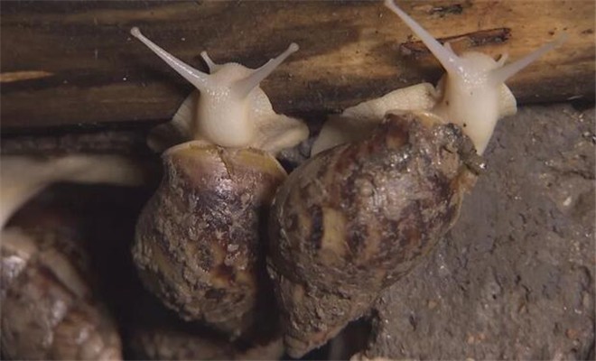 蜗牛养殖箱的结构
