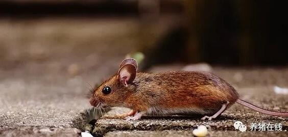 【管理】老鼠对养猪场危害太大。养猪场怎么杀老鼠？
