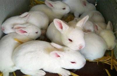 现在允许养殖兔子吗？养兔子要多少钱？