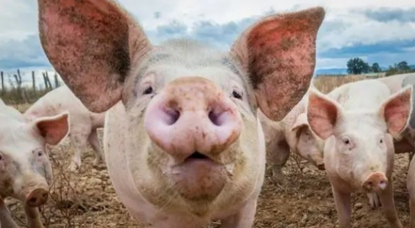 猪肉价格持续下跌与农民生产积极性如何平衡？