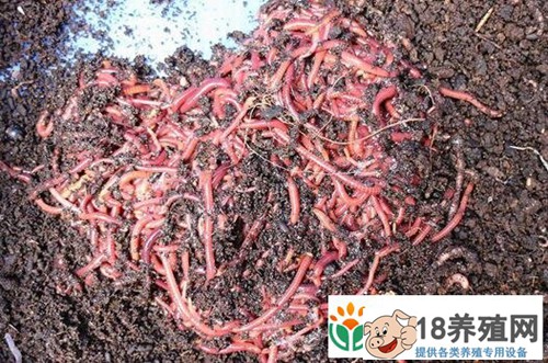 牛粪发酵养蚯蚓前景可观，每亩收入2-3万元
_昆虫养殖(养蚯蚓的技巧)