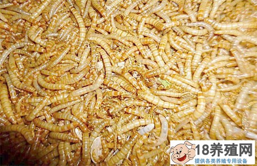 黄粉虫养殖中的几个问题
_昆虫养殖(养黄粉虫的技巧)