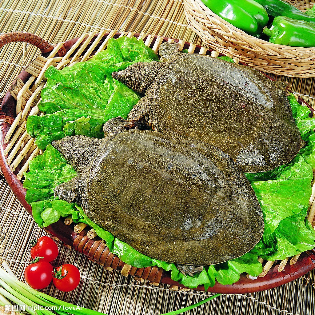 2020年繁殖的乌龟能吃吗？海龟会被禁吗？
