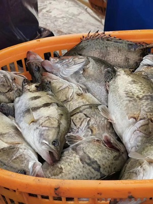 全线缺鱼，鳜鱼涨了5元/斤！鱼饵鱼因为价格高还是被抢购一空。今年养这条鱼能赚大钱吗？