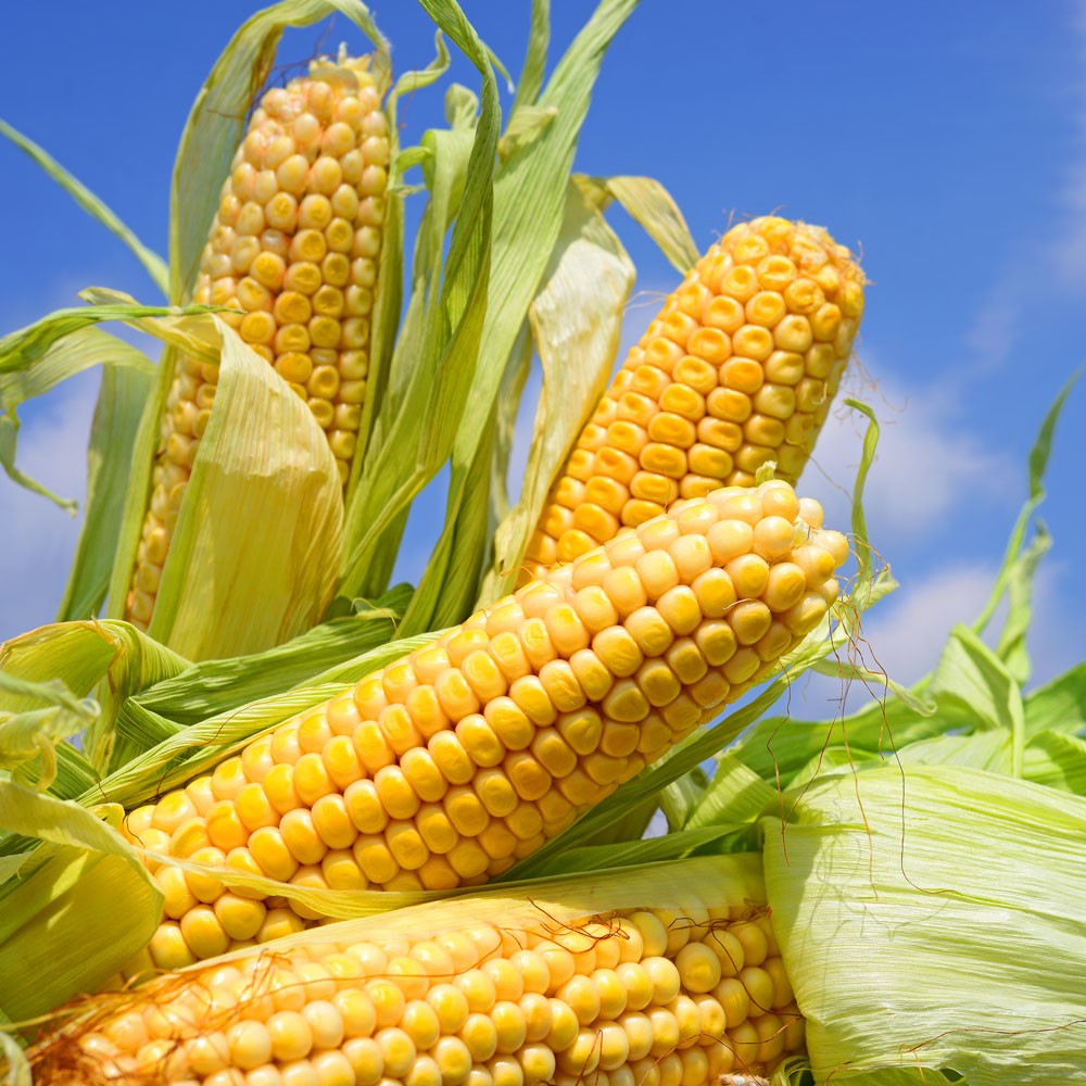 农产品价格应该上涨吗？玉米价格应该值得关注！
