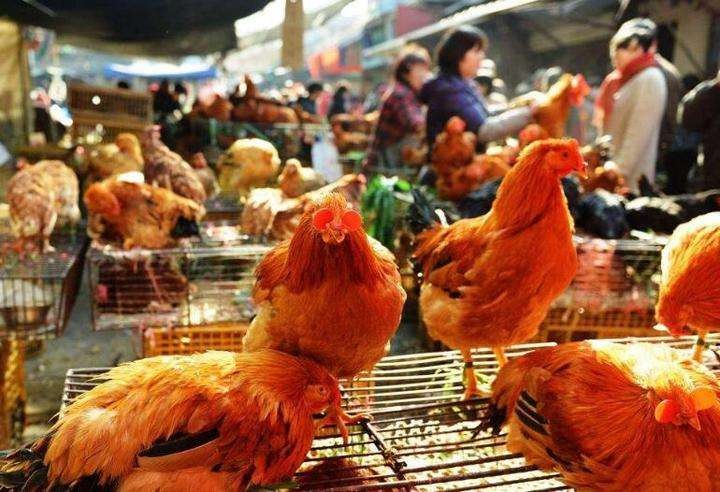河南、武汉、合肥等省市全面禁止活禽销售
