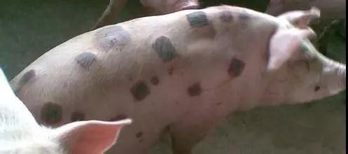 【技术】夏季猪常见皮肤病及预防方法一定要收集！
