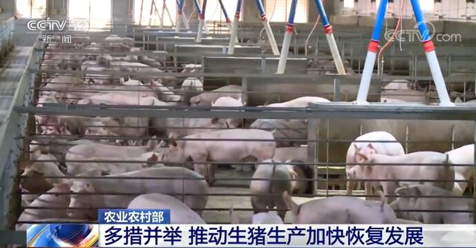 农业和农村事务部:各地抓紧落实17项扶持政策，促进生猪生产恢复和发展