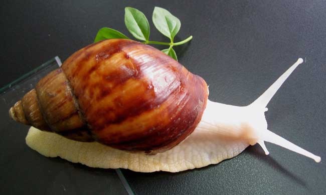 白玉蜗牛养殖的杂食性和偏食习性
