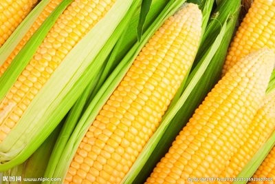 9月28日，国内玉米价格强劲
