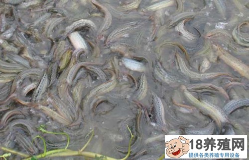 黄鳝和泥鳅的混养技术
_水产养殖(养泥鳅的技巧)