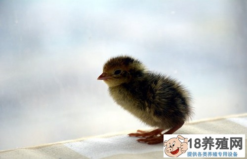 冬季产蛋鹌鹑养殖技术确保鹌鹑稳定产蛋
_禽类养殖(养鹌鹑的技巧)