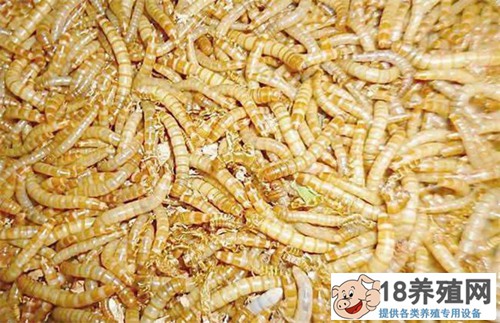 黄粉虫的营养价值是什么
_昆虫养殖(养黄粉虫的技巧)