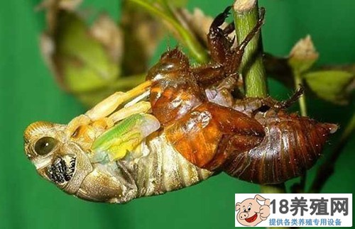 金蝉人工繁殖技术
_昆虫养殖(养金蝉的技巧)