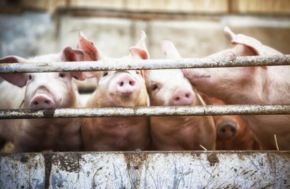 江苏生猪产量稳定回升。2022年，猪肉自给率超过70%