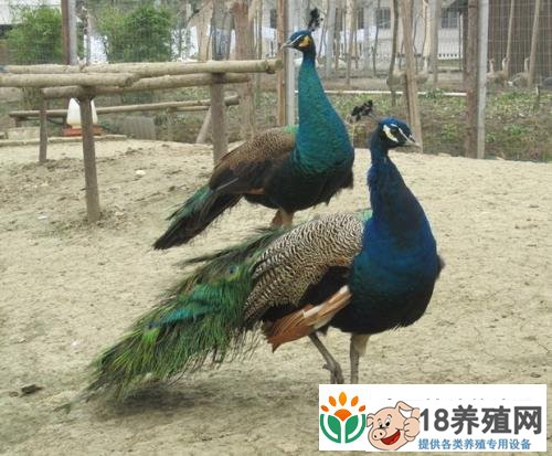 蓝孔雀的繁殖和孵化
_禽类养殖(养孔雀的技巧)