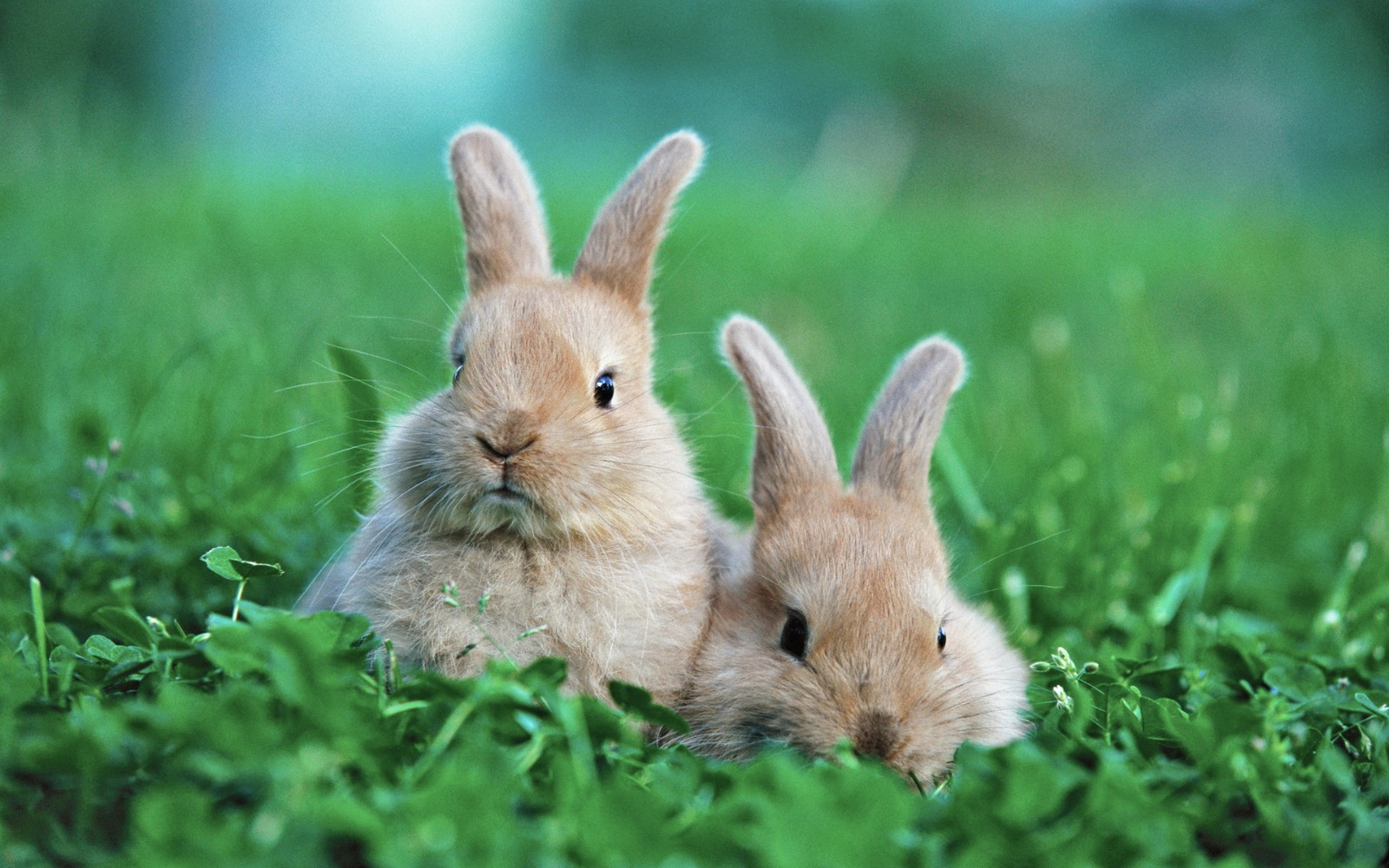 如何辨别兔子是否怀孕，如何饲养怀孕的母兔
