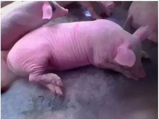 这种猪病夏季发病率高，威胁不亚于非洲猪瘟。养猪的一定要警惕！