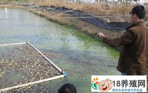 台湾泥鳅养殖技术及效益分析