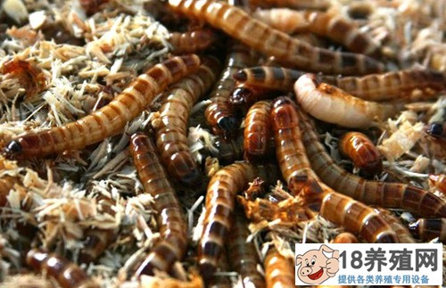黄粉虫市场前景分析
_昆虫养殖(养黄粉虫的技巧)
