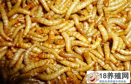 黄粉虫市场前景分析
_昆虫养殖(养黄粉虫的技巧)