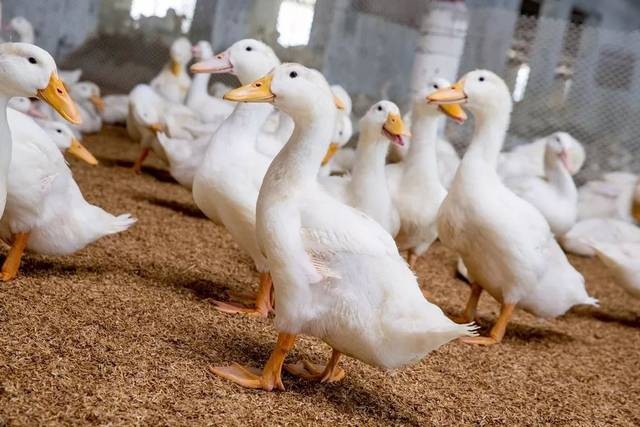 到2020年，白鸭数量将达到41亿只。明年产能会“过剩”吗？
